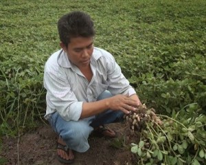 Sáng kiến canh tác đậu phộng kiểu mới của nông dân