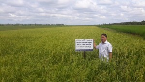 Giải pháp nâng cao năng suất, hiệu quả sản xuất lúa