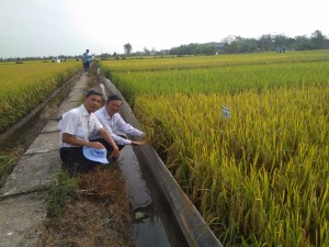 Giống lúa Camau2