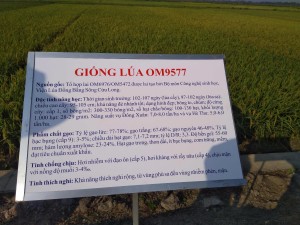 Giống lúa OM 9577
