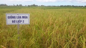 Giống lúa Bờ liếp hai
