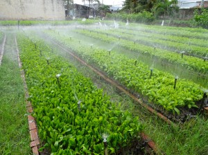 Giấy chứng nhận đủ điều kiện sản xuất, kinh doanh giống cây lâm nghiệp
