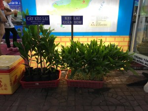 Giấy chứng nhận kinh doanh cây lâm nghiệp chính