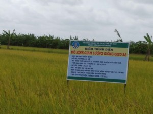Giống lúa ST24