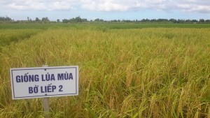 Giống lúa Bờ liếp hai