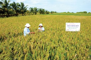 Giống lúa “made in Ca Mau”
