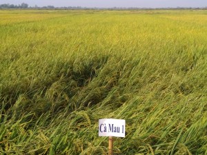 Khảo nghiện giống lúa Camau1