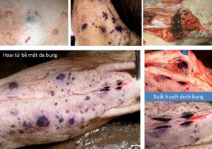 NHẬN BIẾT BỆNH DỊCH TẢ CHÂU PHI TRÊN HEO