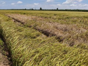 Ruộng lúa bị cháy rầy