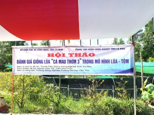 Hội thảo đánh giá giống lúa “Cà Mau Thơm 3” trong mô hình lúa-tôm