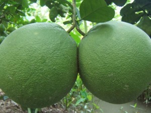 Bưởi da xanh