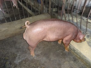 Đực Duroc