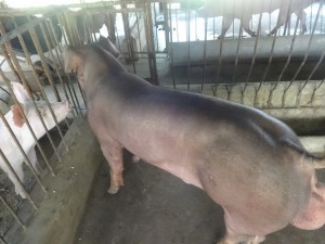 Đực Duroc dòng Canada