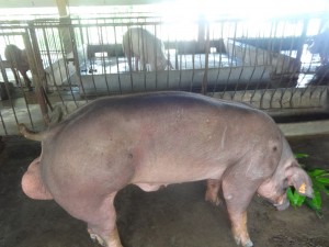 Đực Duroc dòng Mỹ