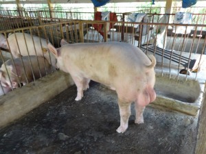Đực giống Yorkshire