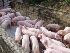Heo cai sữa Landrace