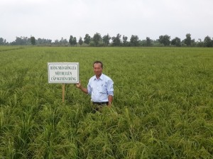 Một bụi lùn