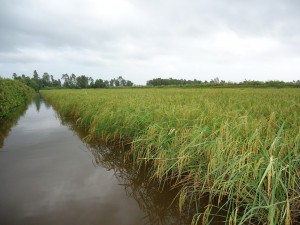 Một bụi đỏ lùn