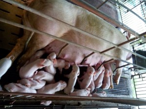Nái sinh sản Yorkshire