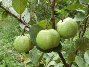 Ôi nữ hoàng