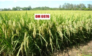 OM 6976