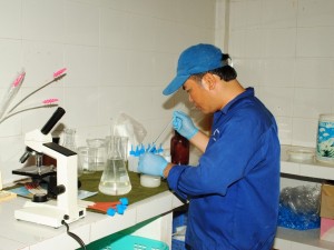 Tinh heo