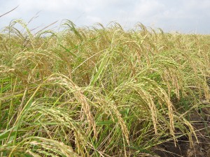 Tài Nguyên (phục tráng)