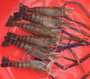 Tôm càng xanh toàn đực (Macrobrachium Rosenbergii)