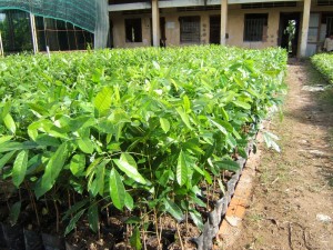 Cây xà cừ (Sọ Khỉ -Khaya Senegalensis)