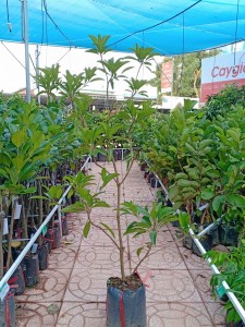 Sapo Lồng mứt