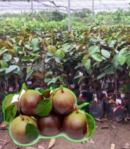 Vú sữa Bơ