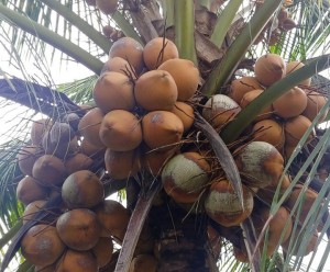 Dừa Mã lai