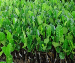 Mít tố nữ