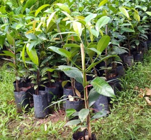 Măng cụt chui cành