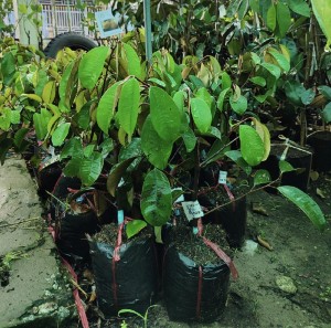 Vú sữa bắc thảo