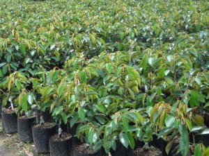Vú sữa lò rèn