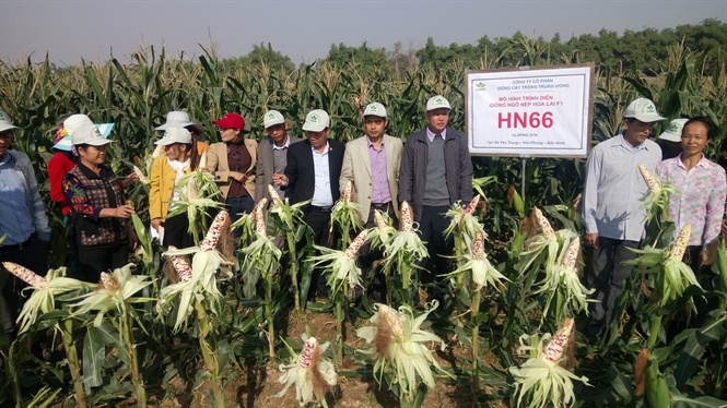 Ngô nếp HN 66: Sự kết hợp hoàn hảo