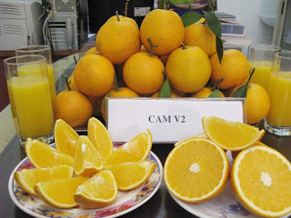 cam 1