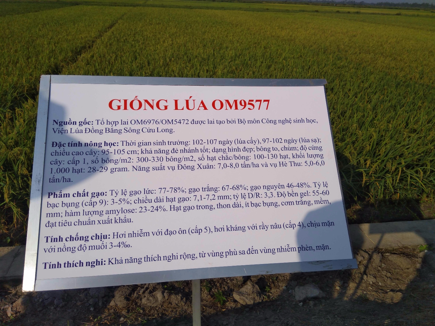 Giống lúa OM 9577
