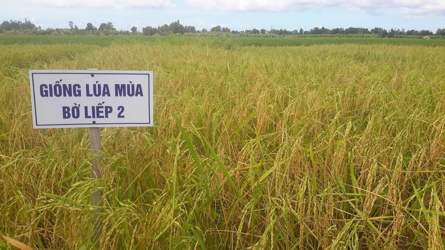 Giống lúa Bờ liếp hai