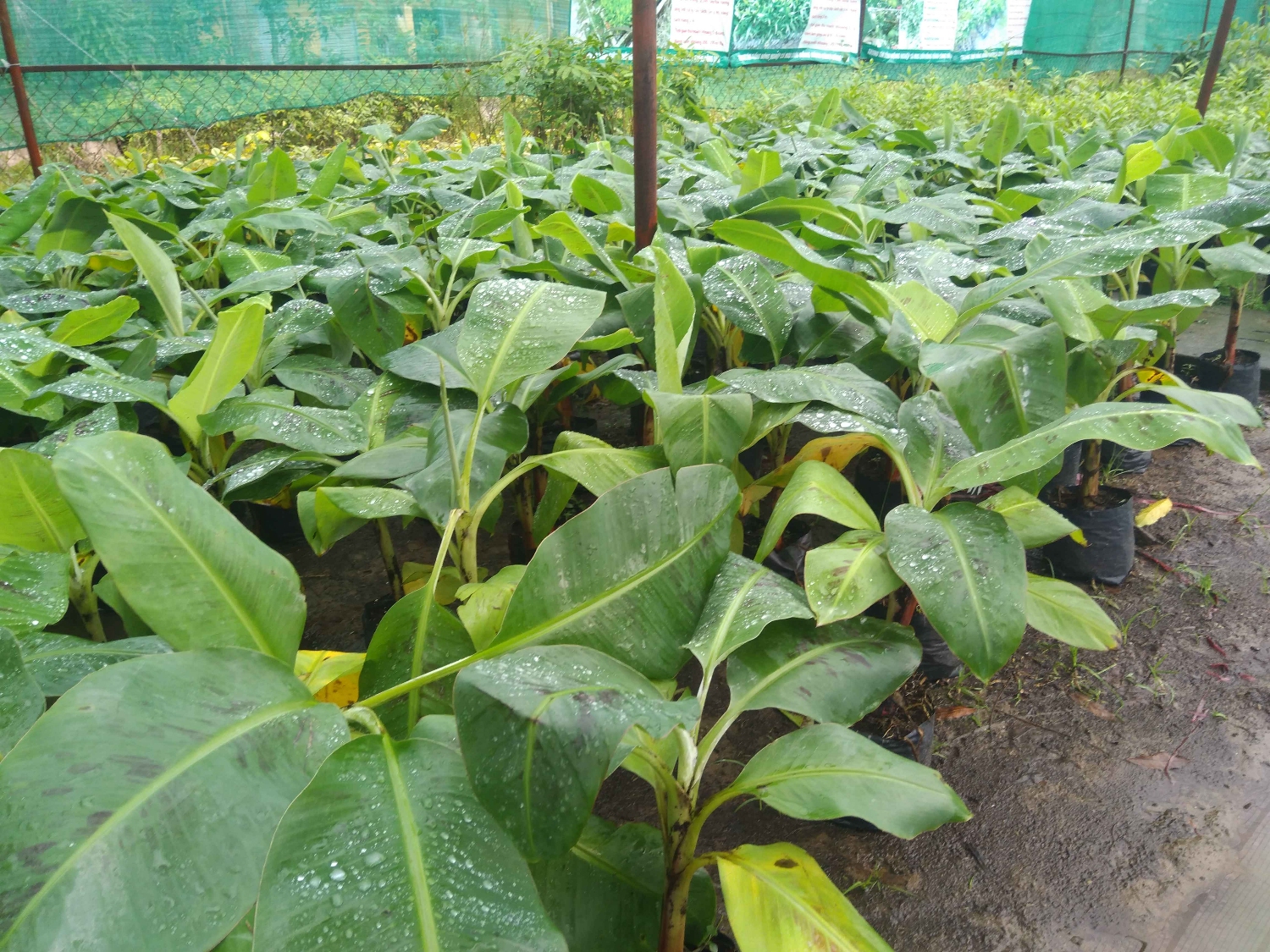 Giống chuối Nam Mỹ