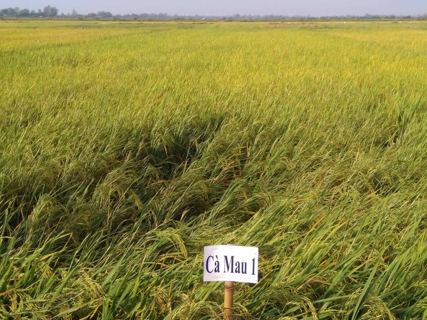 Khảo nghiện giống lúa Camau1