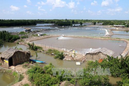 Đầm nuôi tôm công nghiệp xã Hàm Rồng, huyện Năm Căn, tỉnh Cà Mau. Ảnh: Hà Kim/TTXVN