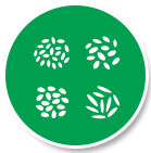 Gạo chất lượng cao